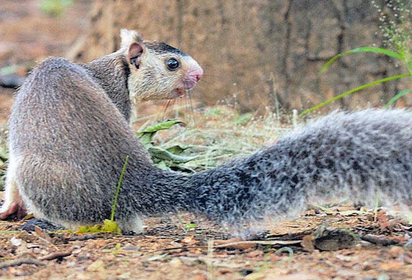 Grizzled Squirrel Wildlife Sanctuary, Virudhunagar, Tamil Nadu - Vushii.com Grizzled Squirrel Wildlife Sanctuary, Virudhunagar, Tamil Nadu - Vushii.com